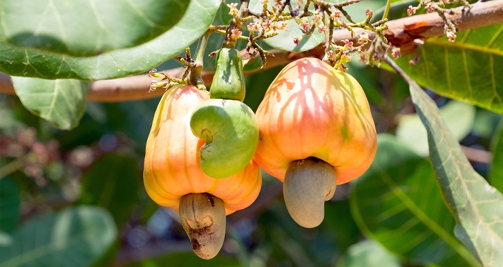 hạt điều healthy vibes